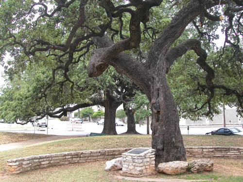 Auction Oaks-recent